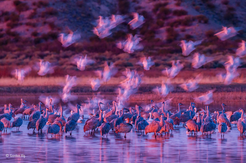 Illustration for article titled Wildlife Photo Contest Shows Nature Can Be Cruel—But Also Kind